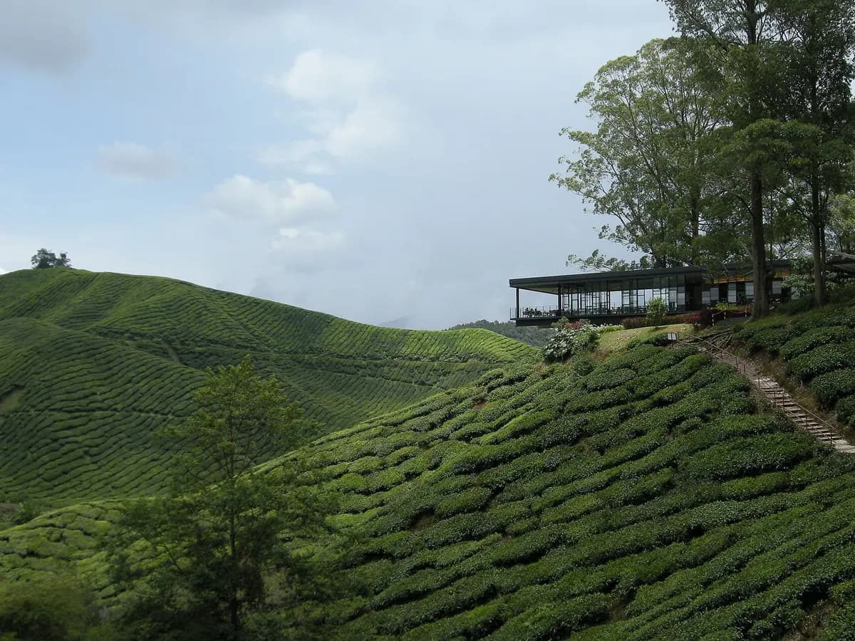 Green tea plantation slopes at BOH Sungei Palas in the Cameron Highlands
